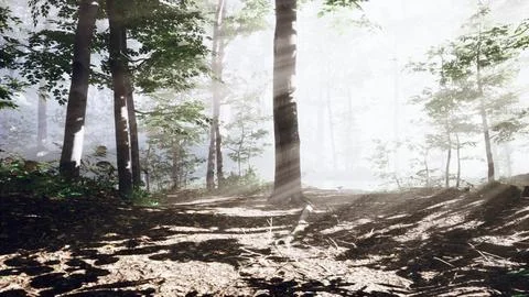 Magic dark autumn forest scenery with rays of warm light Stock Illustration