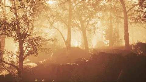 Magic dark summer forest scenery with rays of warm light Stock Illustration