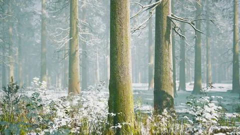 Magic december forest with sun ray light 스톡 일러스트