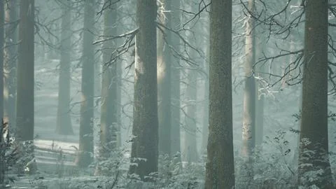 Magic december forest with sun ray light 스톡 일러스트