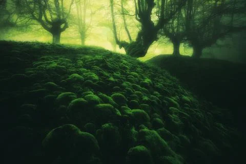 Magic deep forest with moss bubbles Stock Photos