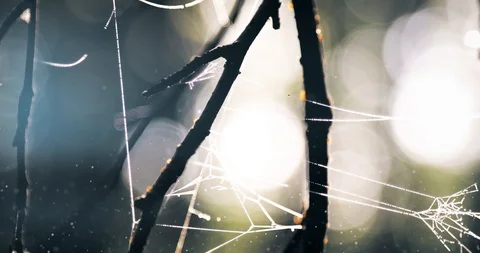 Magic dew on the spider cobweb in the morning forest 動画素材 111295602