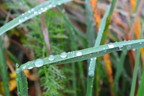 The magic of dewdrops 스톡 사진