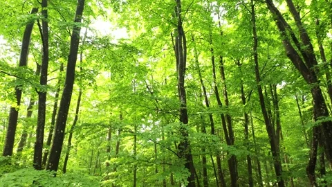 Magic drone shot inside green forest with big trees Stock Footage 341150820