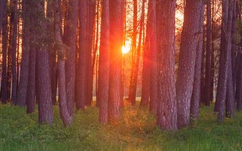 Magic evening red light in the forest with sun rays. Foto stock