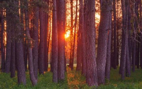 Magic evening red light in the forest with sun rays. Foto stock