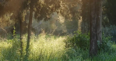 A magic fairy tale in the woods during sunset Stock Footage 149246452