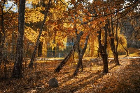 Magic fall colors in the park. 스톡 사진