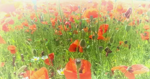 Magic field of red poppies in summer early evening time. Stock Footage 123532104