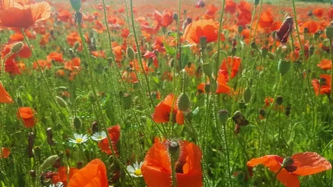 Magic field of red poppies in summer early evening time. Stock Footage 123532117