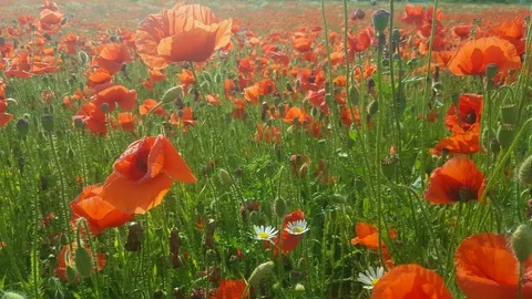 Magic field of red poppies in summer early evening time. Stock Footage 123532197