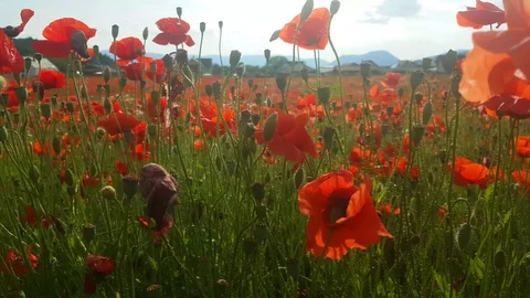 Magic field of red poppies in summer early evening time. Stock Footage 123532280