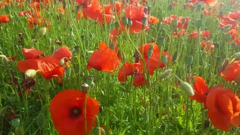 Magic field of red poppies in summer early evening time. Stock Footage 123532326