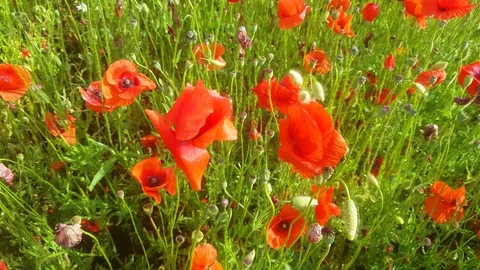 Magic field of red poppies in summer early evening time. Stock Footage 123532359