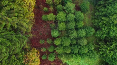 Magic flight above green autumn season trees Stock Footage 337662321