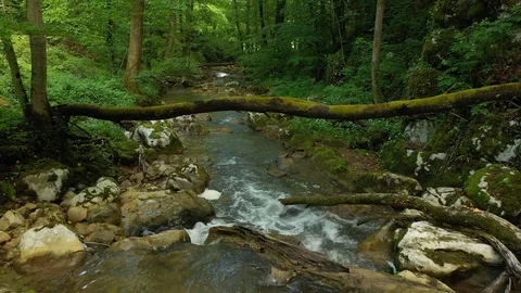 Magic flight under tree at dreamy forest river Video stock 129768622