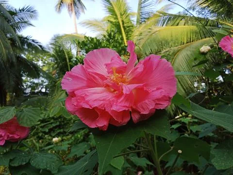 Magic Flower Stock Photos