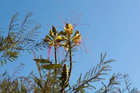 Magic flower with red detectors Stock Photos
