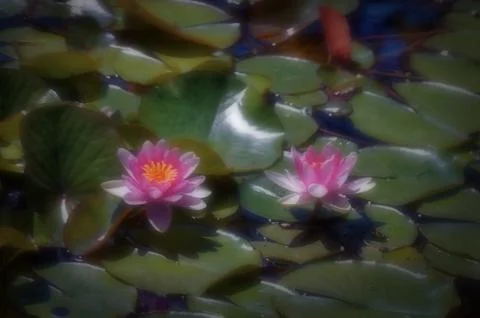 Magic flower. Water lily in the old pond Foto stock