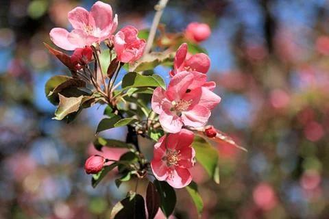 Magic flowers of apple tree Stock Photos
