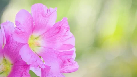 The magic of the flowers of India Vídeo Stock 271718128