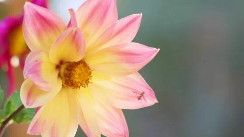 The magic of the flowers of India Vídeos de archivo 273356142