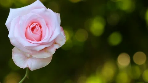 The magic of the flowers of India Stock Footage 275174172