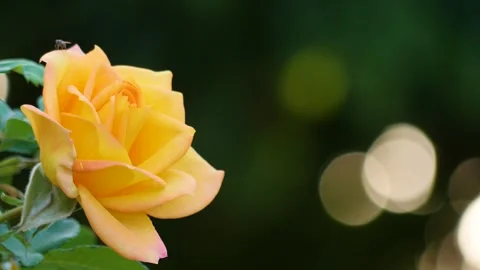 The magic of the flowers of India 스톡 동영상 275174174