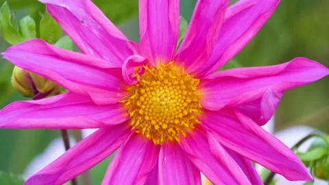 The magic of the flowers of India Vídeos de archivo 275174179