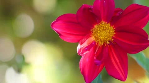 The magic of the flowers of India 스톡 동영상 275174269