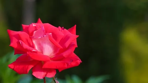 The magic of the flowers of India Stock Footage 275174274