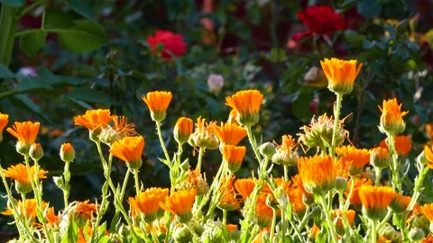 The magic of the flowers of India 스톡 동영상 275174275