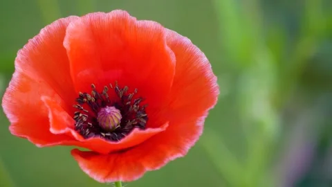 The magic of the flowers of India Stock Footage 276332263