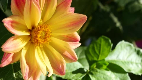 The magic of the flowers of India Vidéo 276332265