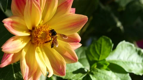 The magic of the flowers of India Stock-Footage 276332266