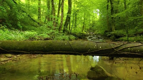 Magic fly above fallen tree and forest river Vídeo Stock 146682342