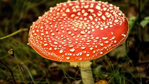 Magic fly agaric moves mystically Stockbeeldmateriaal 288167796