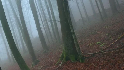 Magic flying between foggy trees Stock Footage 322132555