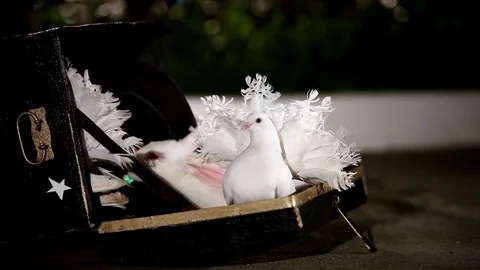 Magic focus with a rabbit and pigeons Stock Footage 77076466