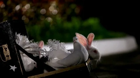 Magic focus with a rabbit and pigeons Stock Footage 77076509