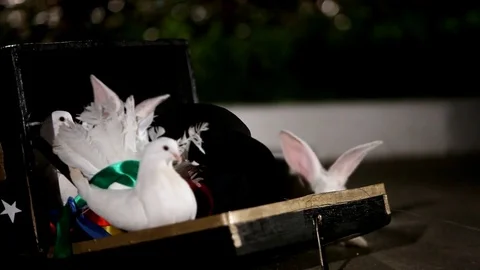 Magic focus with a rabbit and pigeons Stock Footage 77076547