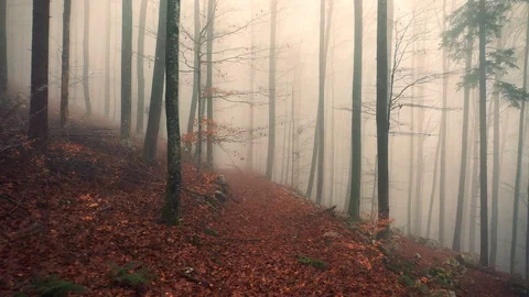 Magic foggy beech forest trees with path Видео 123258382