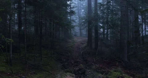 Magic foggy forest path Vídeos de archivo 232296715