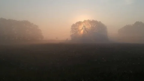 The magic of foggy morning. Stock Footage