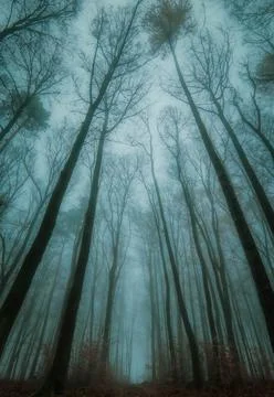 Magic forest 2 Stock-Fotos