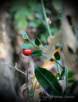 Magic Forest 3 Stock Photos