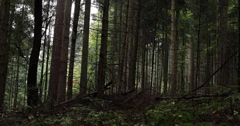 Magic forest after the rain Stock-Footage 95553368