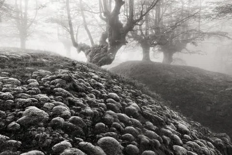 Magic forest with bubbles in black and white Stock Photos