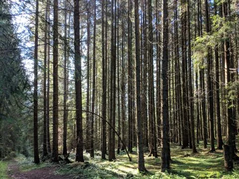 Magic forest in the Carpathians Foto stock