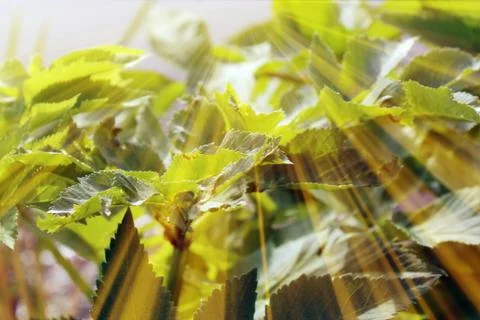 Magic forest. Composition with rays of light Foto stock